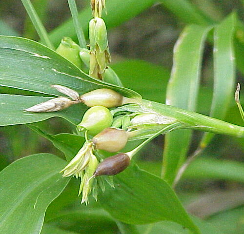 1.pomoc při zažívacích obtížích – Slzovka obecná